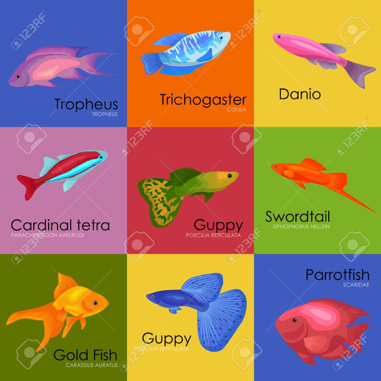 かわいい魚ベクトル イラスト アイコン セット 魚はフラット スタイルのベクトル図です 魚アイコンが分離されました 熱帯魚 海魚 白い背景で隔離水槽魚セット 海色フラット デザイン魚のイラスト素材 ベクタ Image かわいい魚ベクトル イラスト アイコン セット 魚はフラット スタイルのベクトル図です 魚アイコンが分離されました 熱帯魚 海魚 白い背景で隔離水槽魚セット 海色フラット デザイン魚のイラスト素材 ベクタ Image