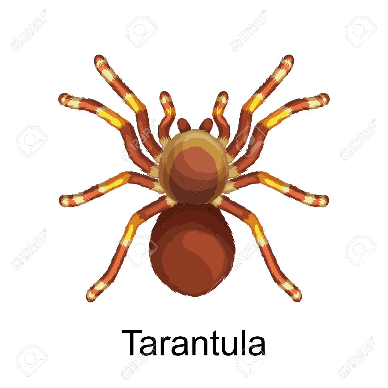flat spiders cartoon scary symbols and spiders insect flat design