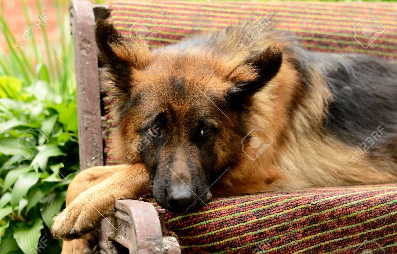 Jeune Fluffy Race De Chien De Berger Allemand Couché Dans Le Plein Air De Jardin Animaux à Lextérieur