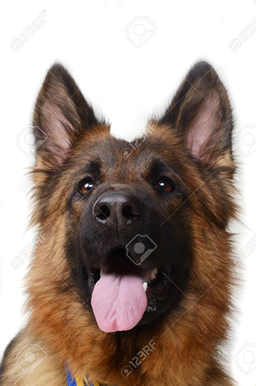 Close Up Portrait Dun Chien De Berger Allemand Jeune Regardant à La Caméra Deux Ans Animaux