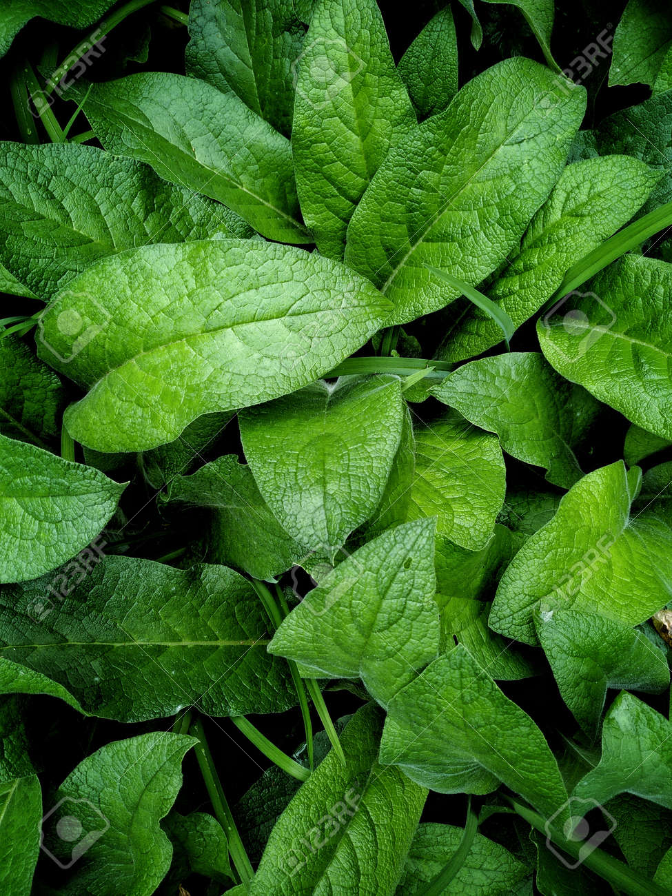 etiam-dictum-ipsum-a-felis