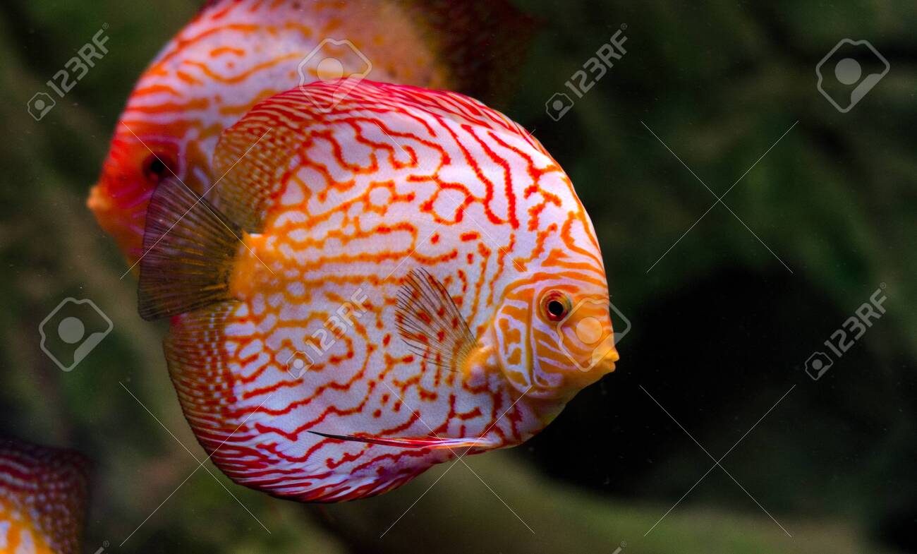 水族館に浮かぶ円盤魚。自宅の水族館で淡水魚。あなたの家の装飾