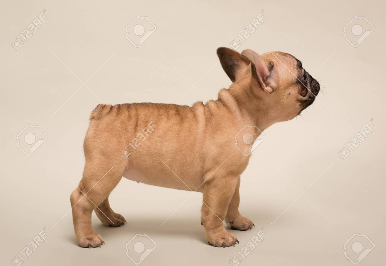 Adorable French Bulldog Puppy Beige Color Cute Little Puppy Stock Photo Picture And Royalty Free Image Image 151330788