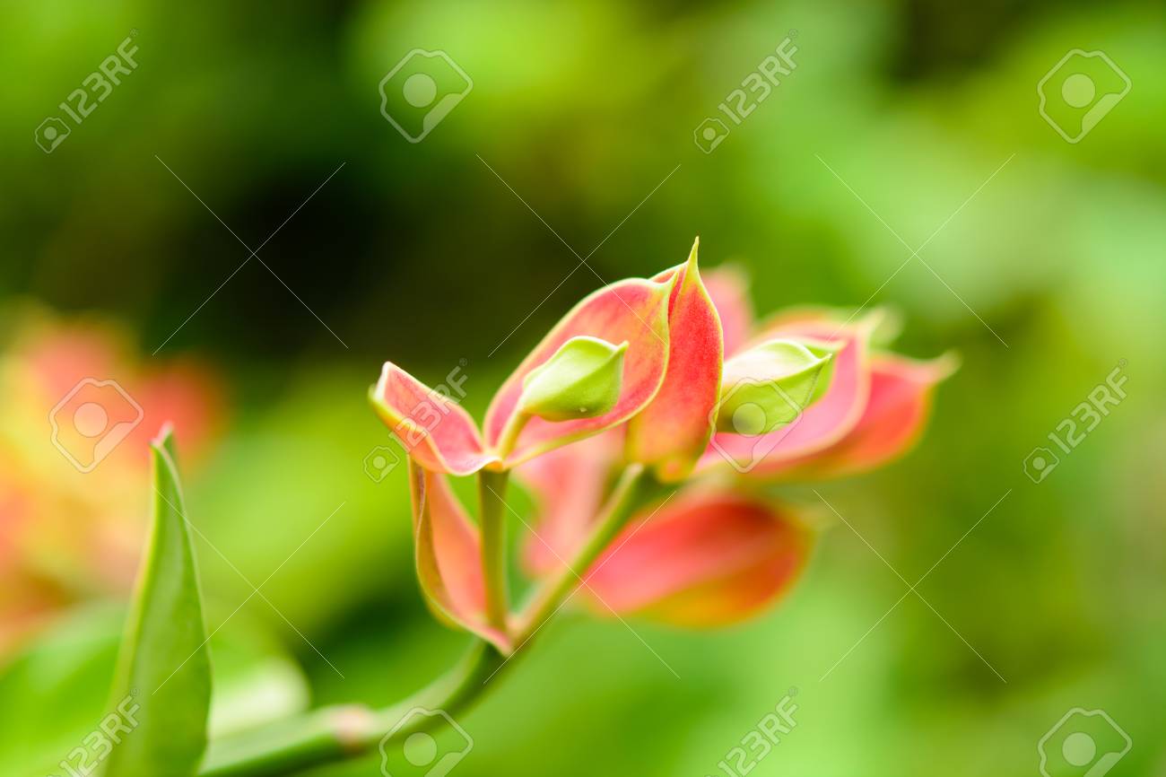 木鳥のマスコット 吉兆タイに園芸作物鳥のような形をしたピンクの花 の写真素材 画像素材 Image