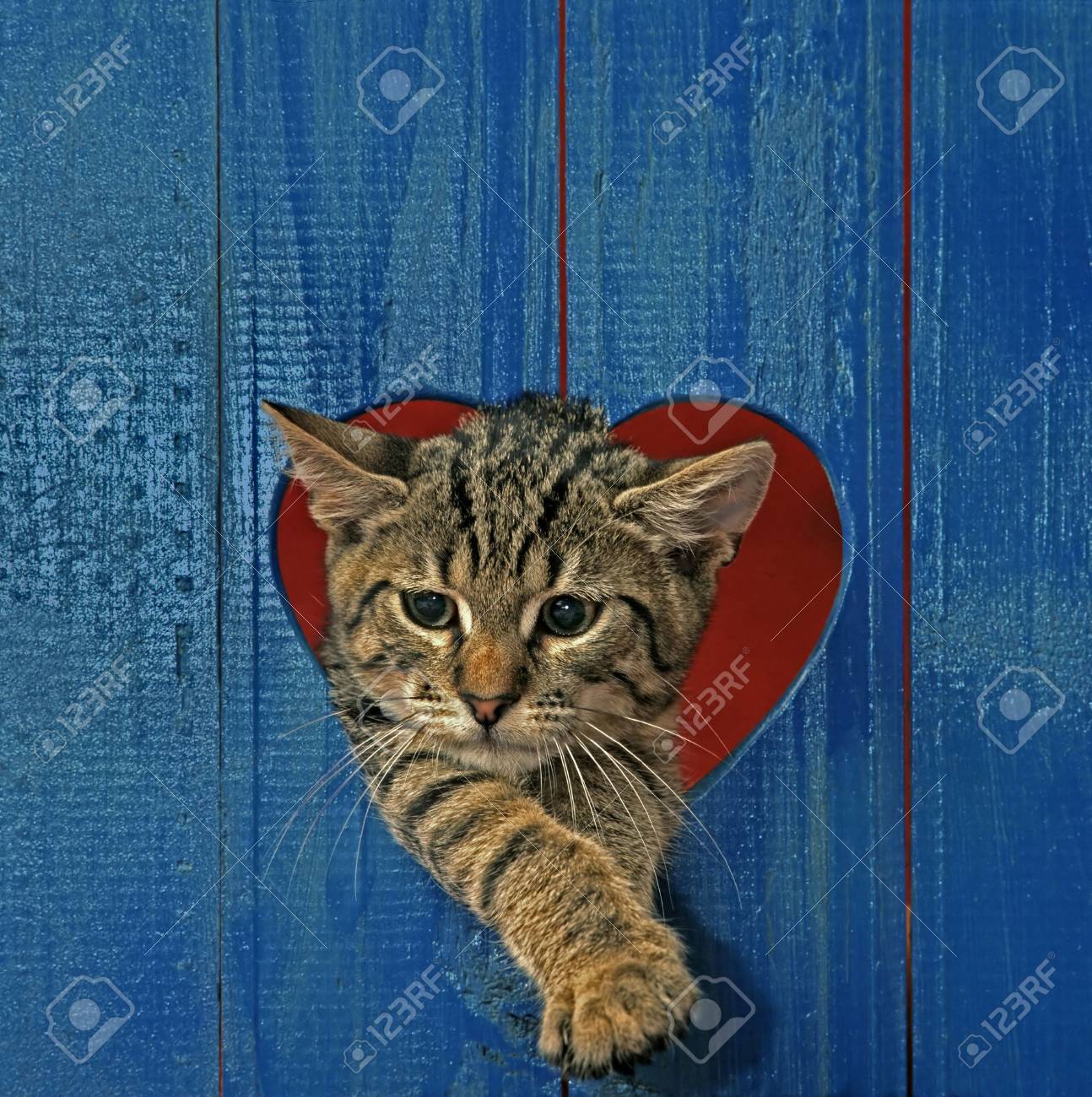 cat looking throw hole in heart shape - 3623866 cat looking throw hole in heart shape - 3623866
