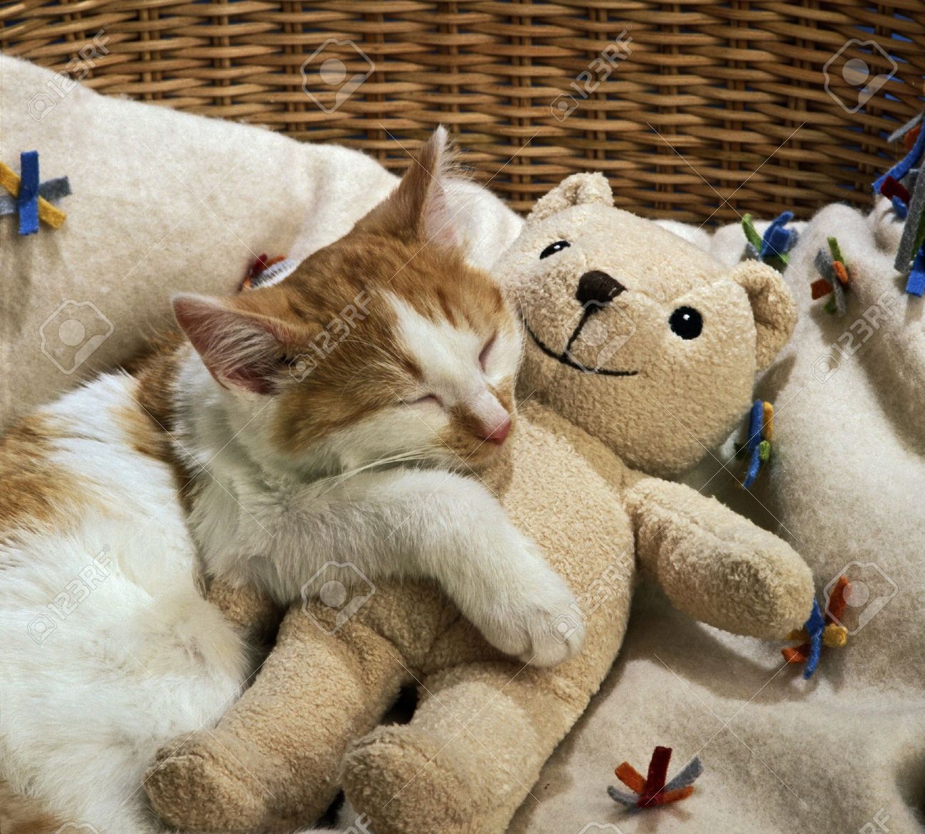 kitten with teddy bear