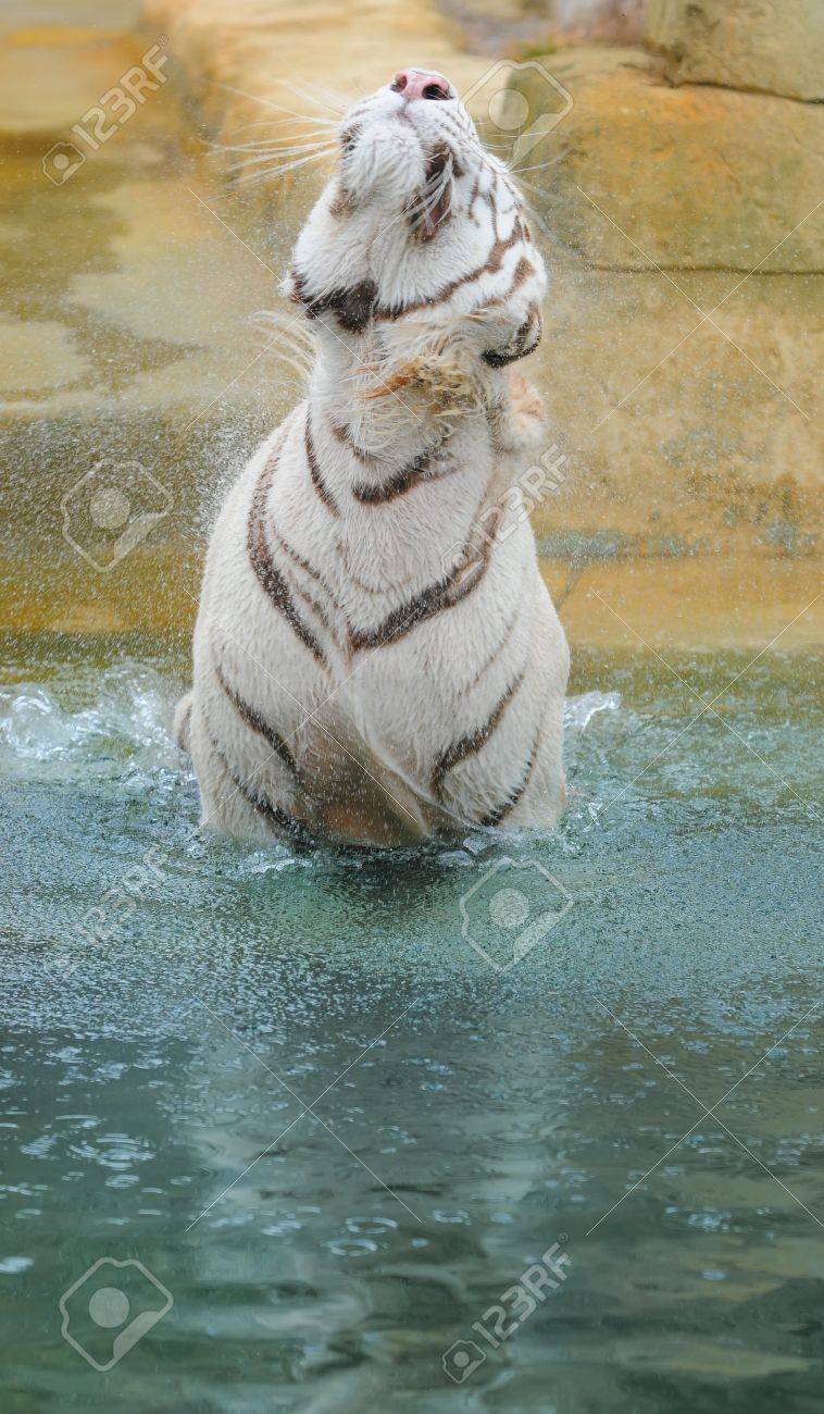 Tigre Blanco Sacude Agua Después De Tomar Un Baño Fotos, retratos, imágenes  y fotografía de archivo libres de derecho. Image 9171971