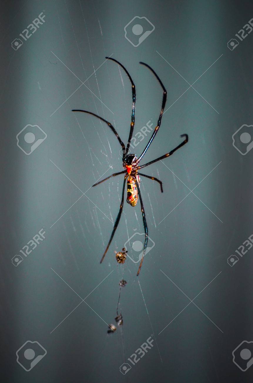 etiam-dictum-ipsum-a-felis