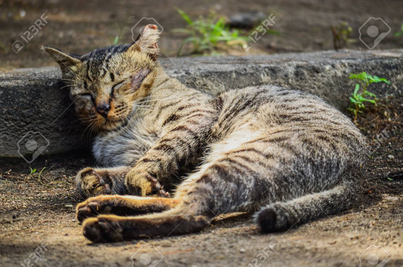 etiam-dictum-ipsum-a-felis