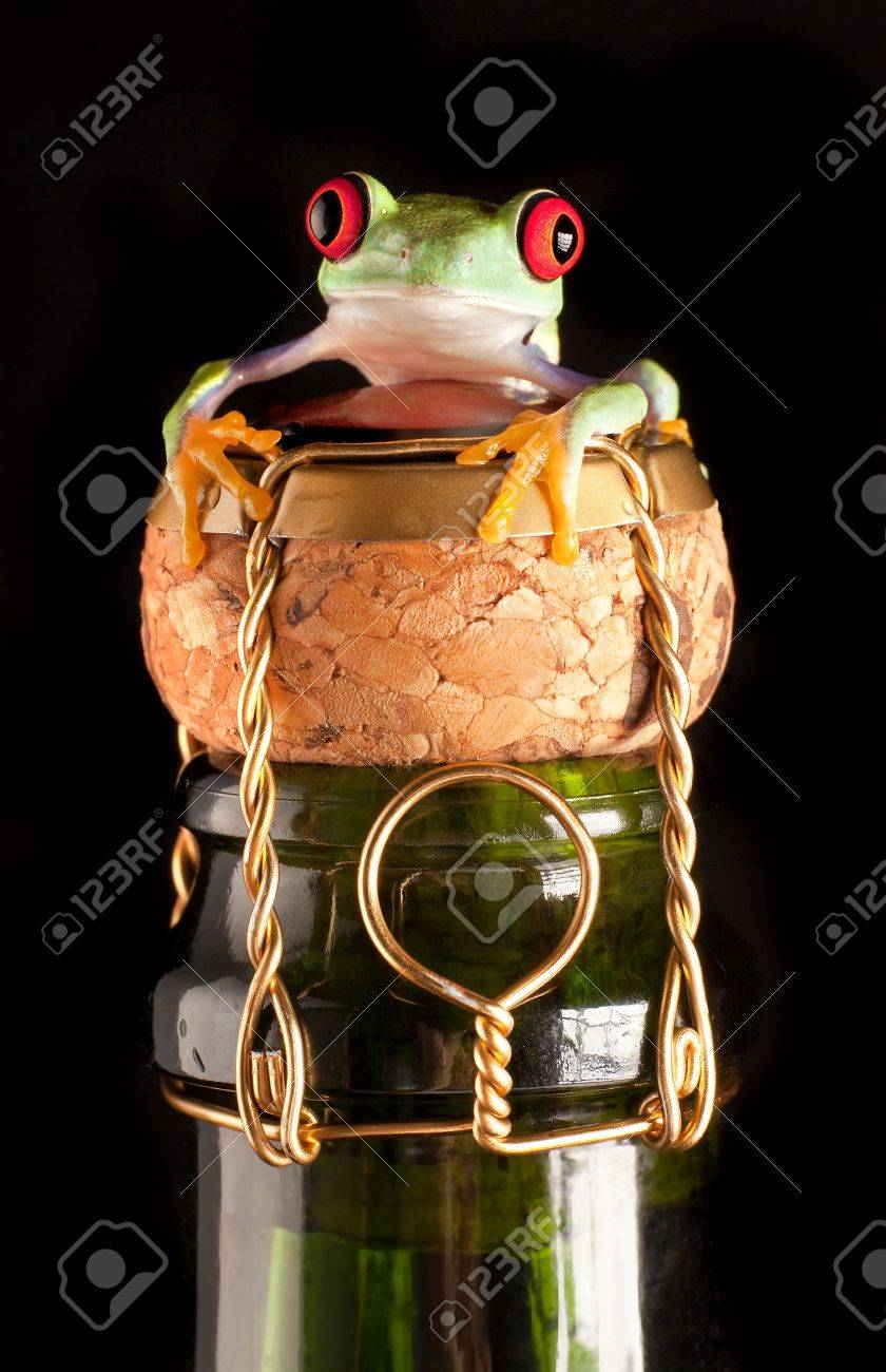 Red eyed tree frog on champagne bottle wishing happy new year - 5688099 Red eyed tree frog on champagne bottle wishing happy new year - 5688099