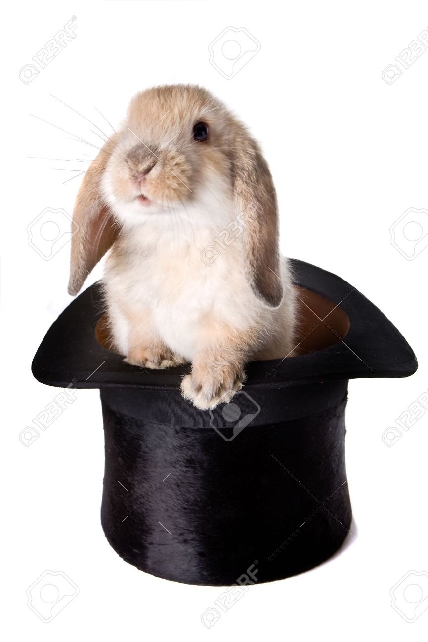 little easter lop rabbit