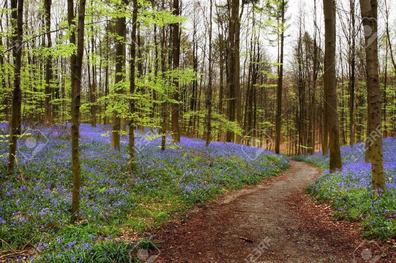 Curved path in a bluebell forest in springtime (Hallerbos woods in Belgium) - 8836085 Curved path in a bluebell forest in springtime (Hallerbos woods in Belgium) - 8836085