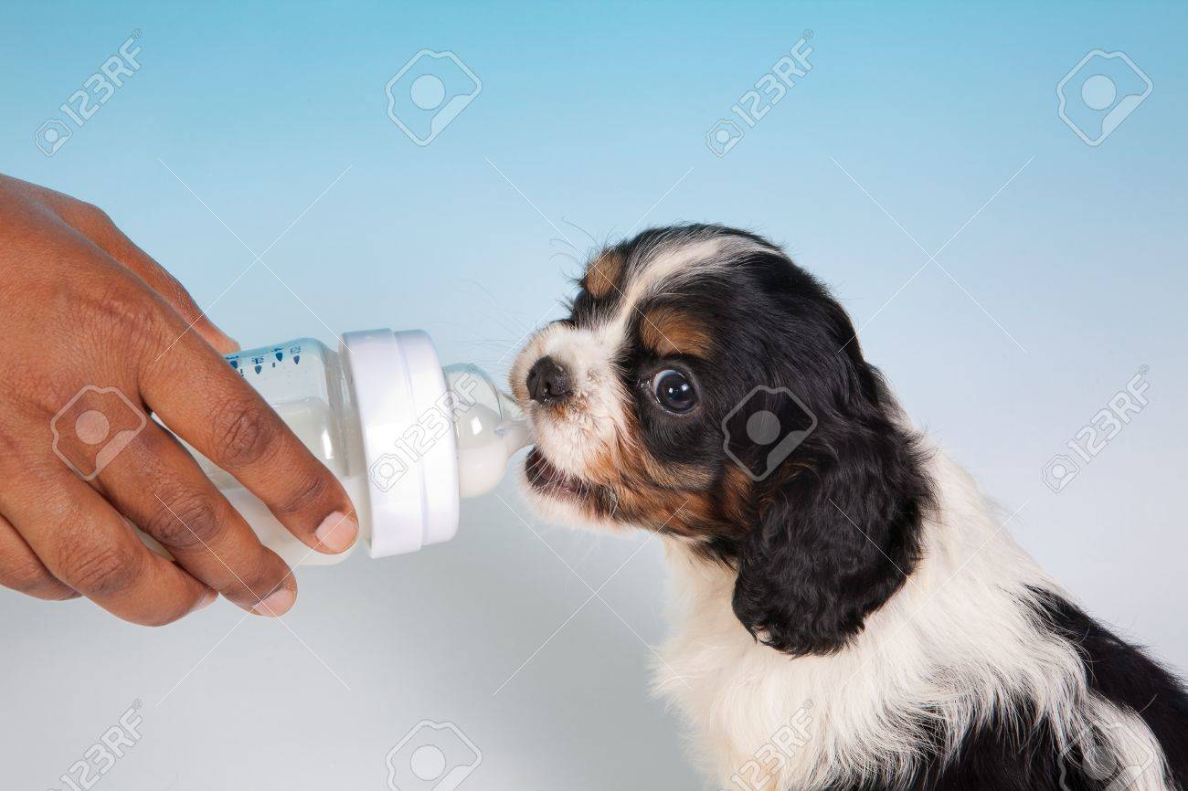 puppy drinking bottle