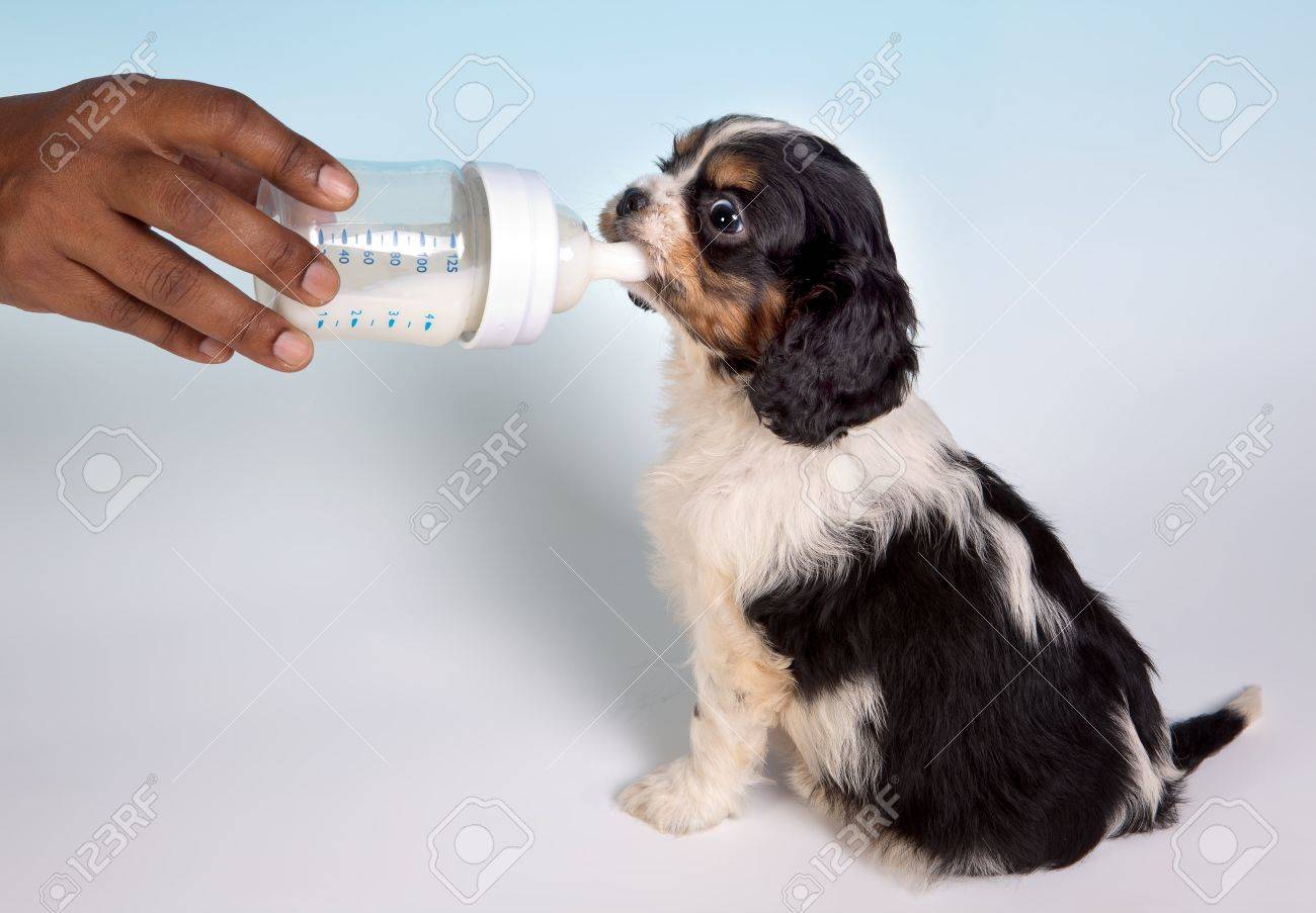 puppies drinking milk