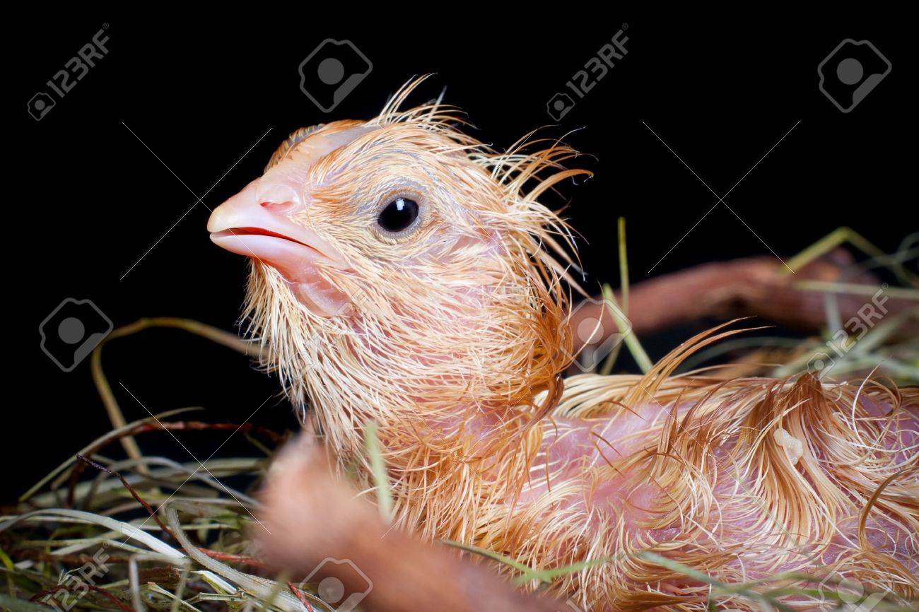 little wet newly hatched chick looking into the world stock photo