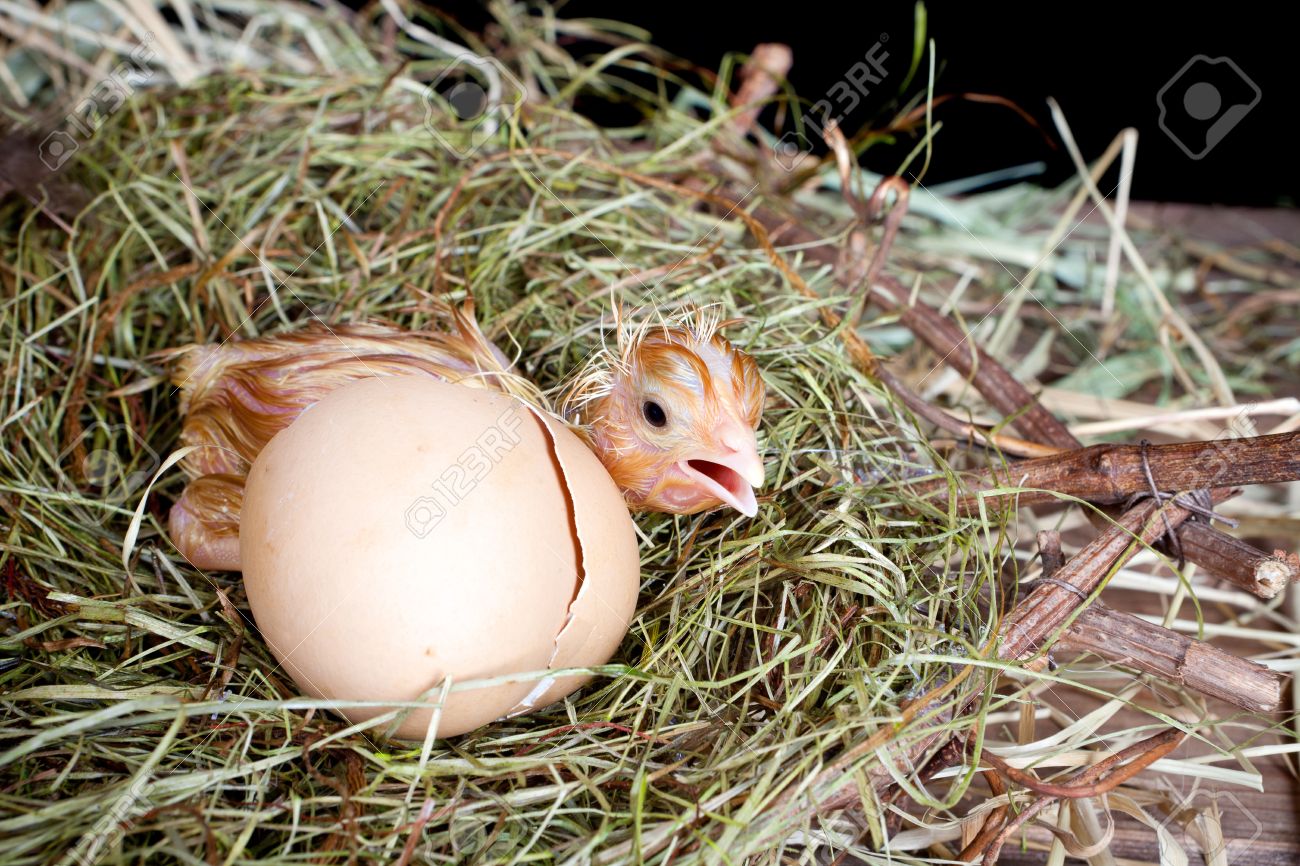 scared little newly hatched chick hiding behind its egg stock photo