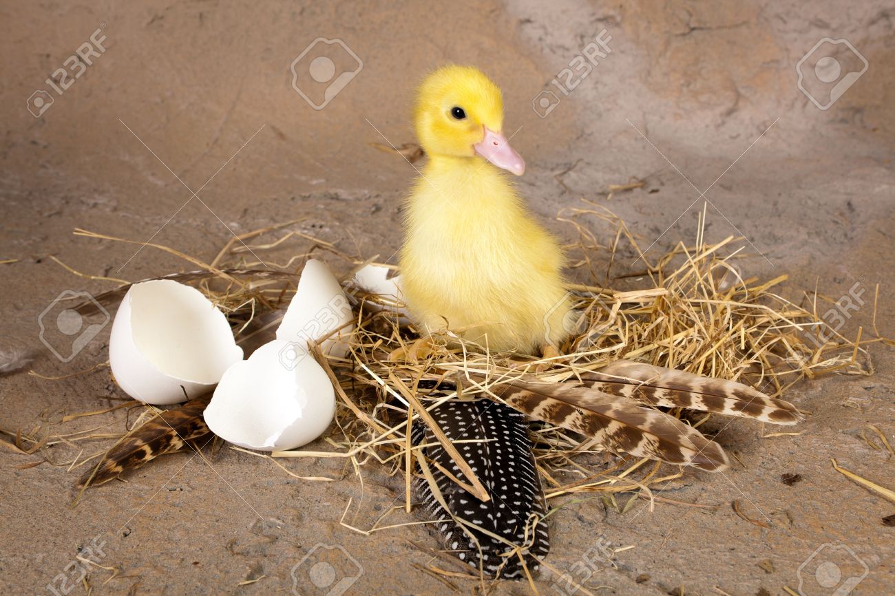 壊れた卵の殻とその巣に座って赤ちゃんアヒルの子 の写真素材 画像素材 Image
