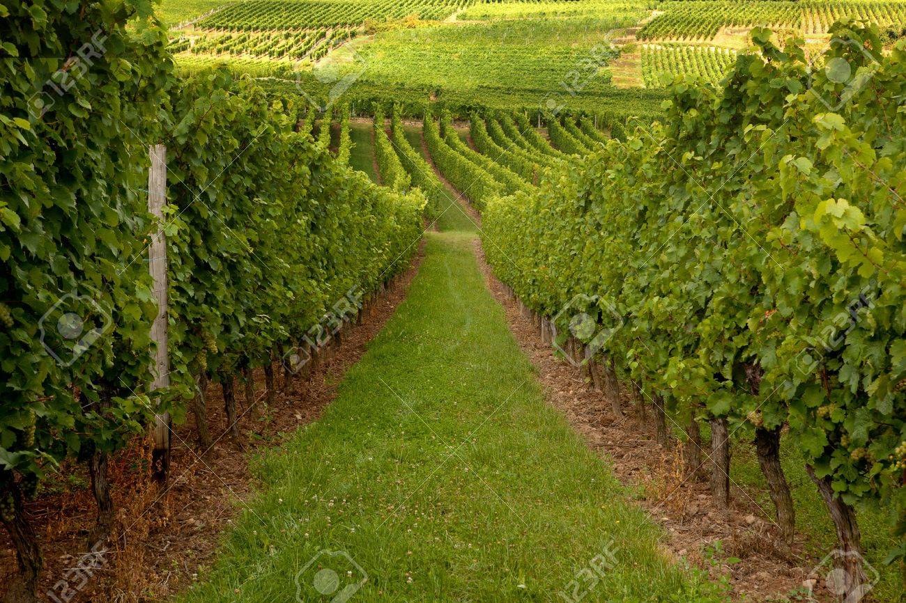 フランス アルザス地方のワイン地方のブドウ畑で覆われた丘 の写真素材 画像素材 Image