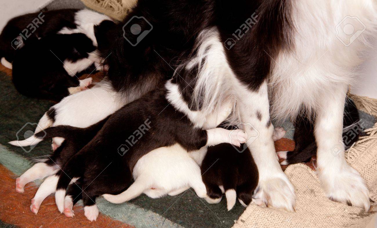 8 つの新生児ブラインド ボーダーコリー子犬が彼らの母を看病 の写真素材 画像素材 Image