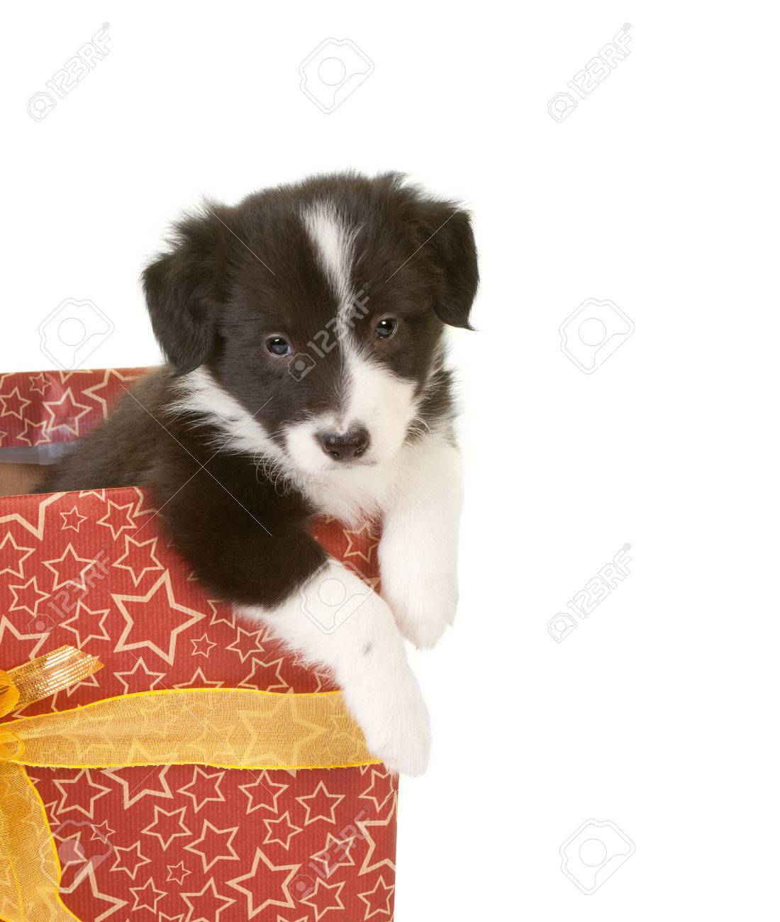 border collie presents