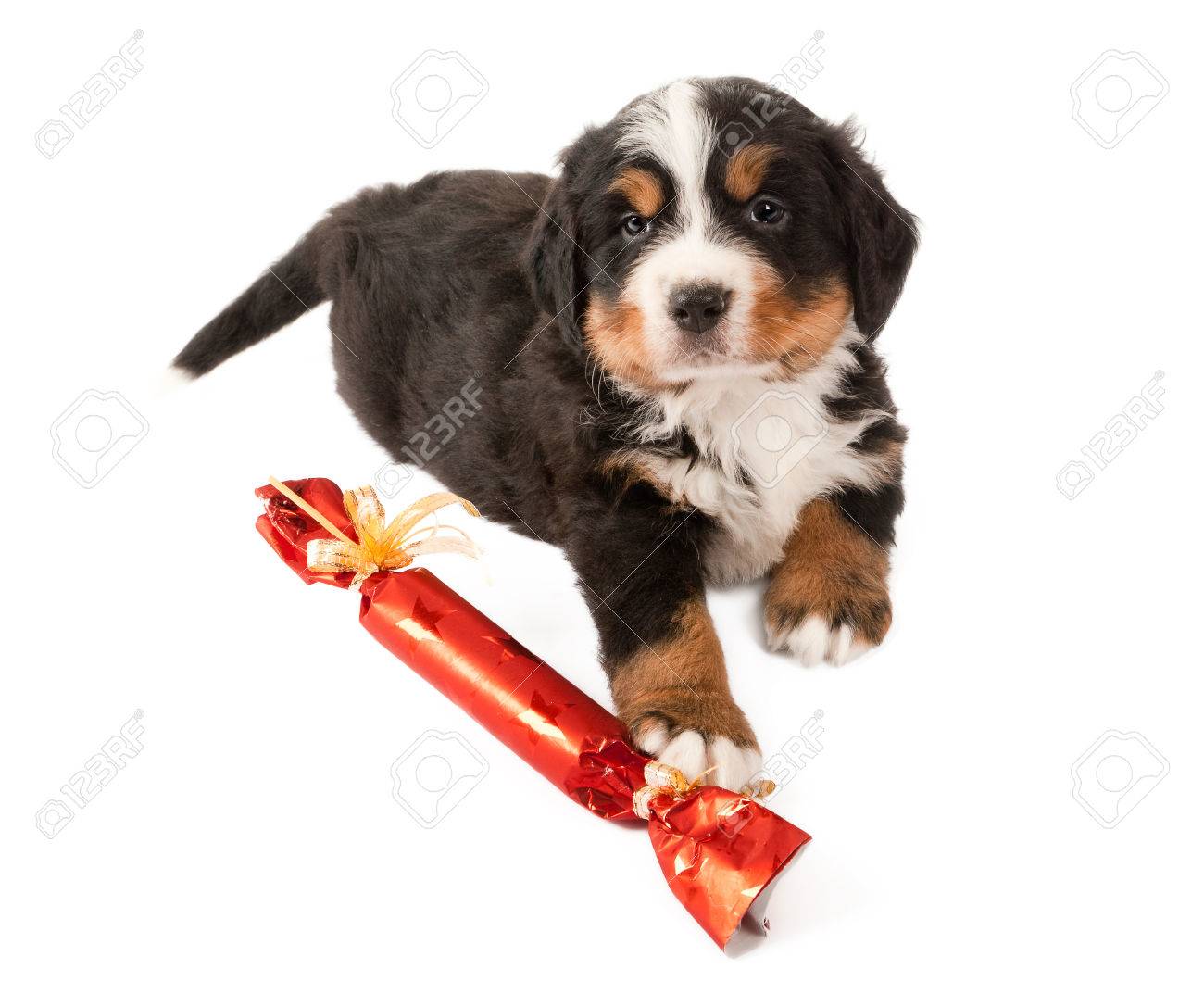 bernese mountain dog puppy playing with a christmas gift stock photo bernese mountain dog christmas