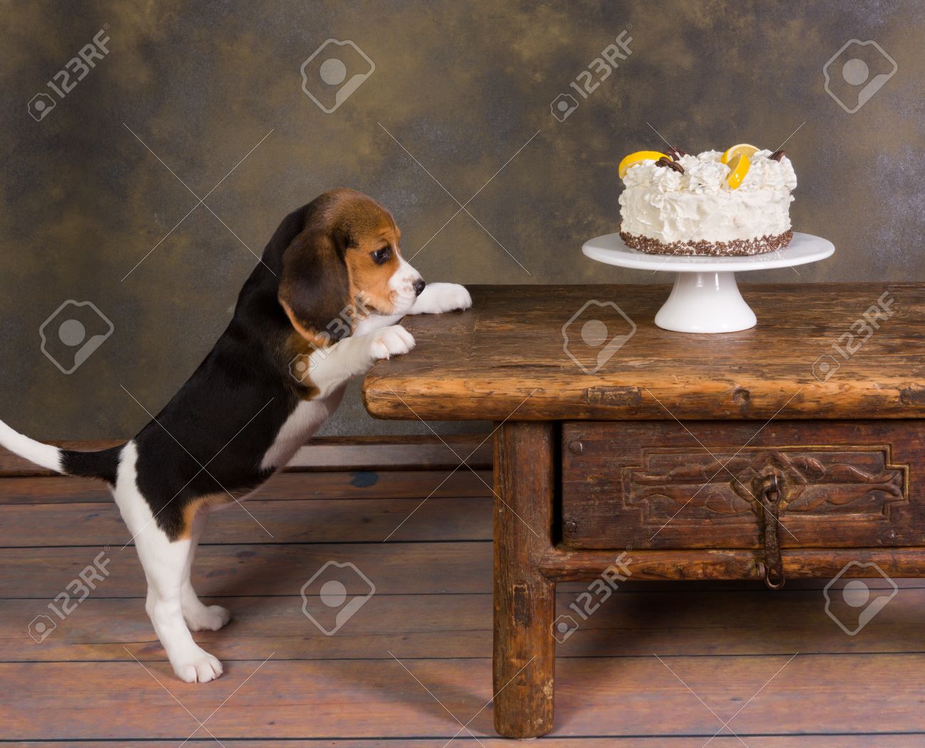 beagle dog cake