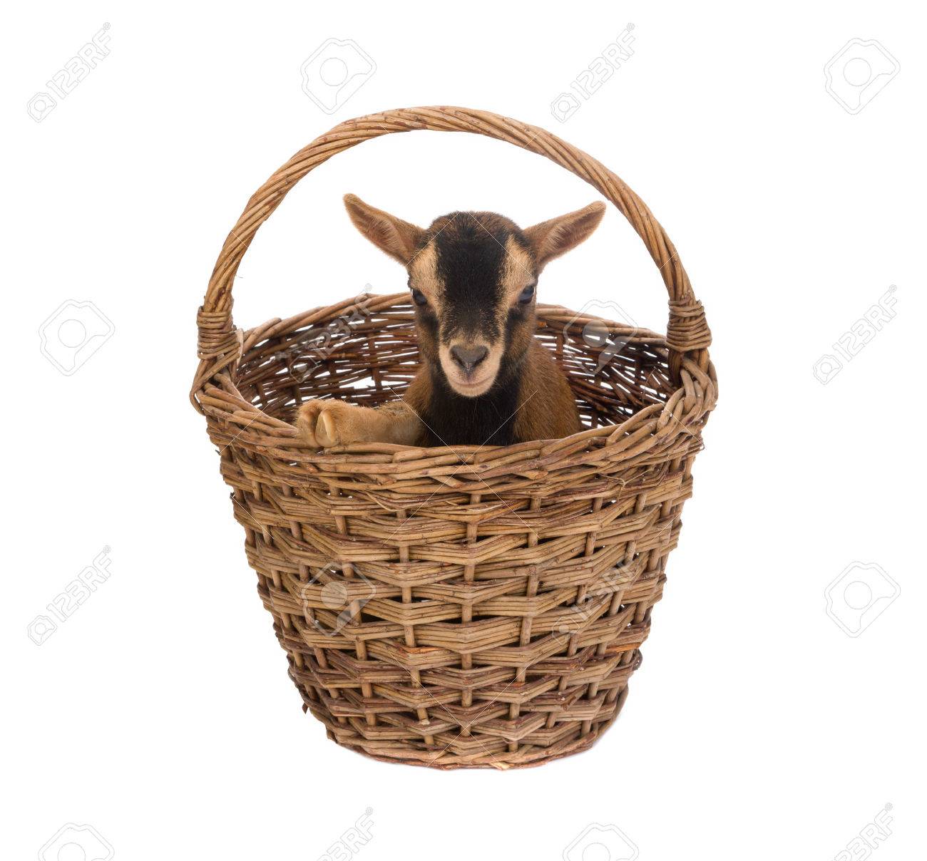 Goat basket Clearance