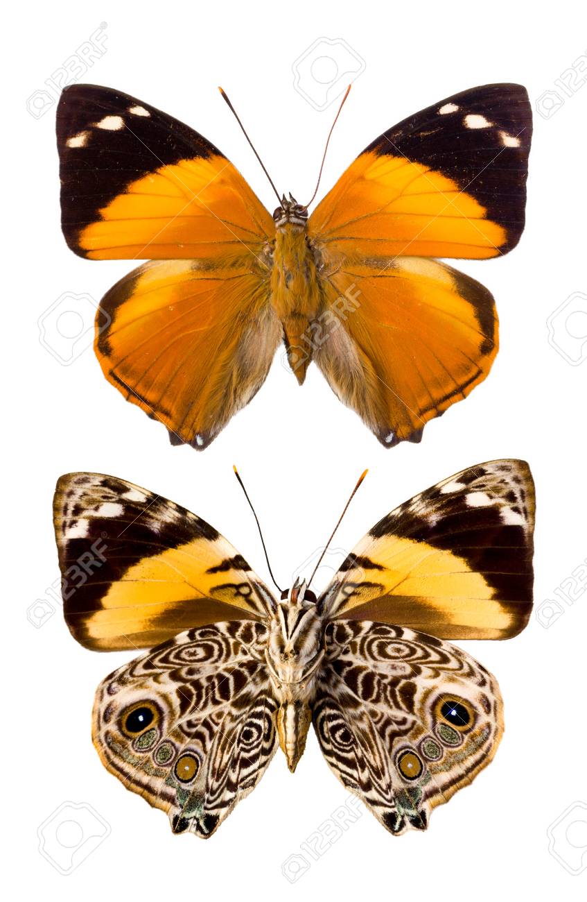 Immagini Stock Farfalla Smyrna Blomfildia Come Trovata In Peru Nome Inglese Blomfild S Beauty Una Specie Della Famiglia Nymphalidae Image