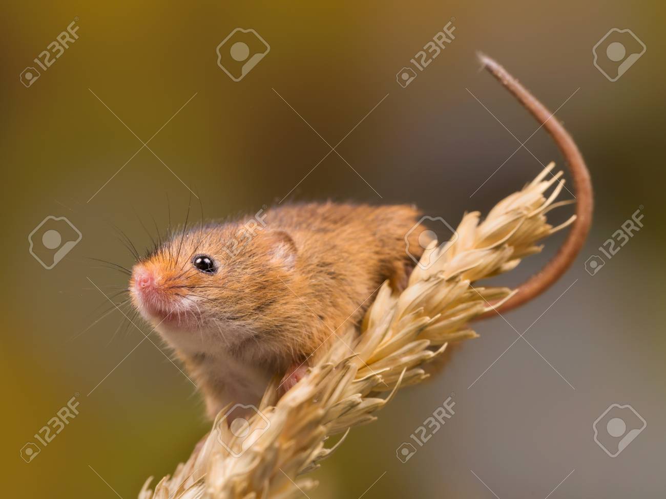Micromys Minutus Or Harvest Mouse In Wheat Field Stock Photo Picture And Royalty Free Image Image 8056