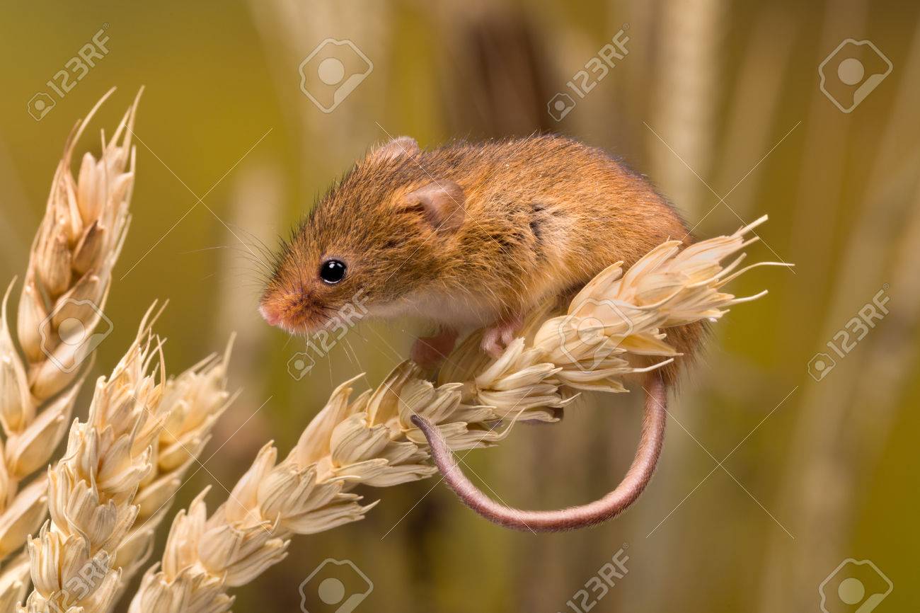 Micromys Minutus Or Harvest Mouse In Wheat Field Stock Photo Picture And Royalty Free Image Image 8503
