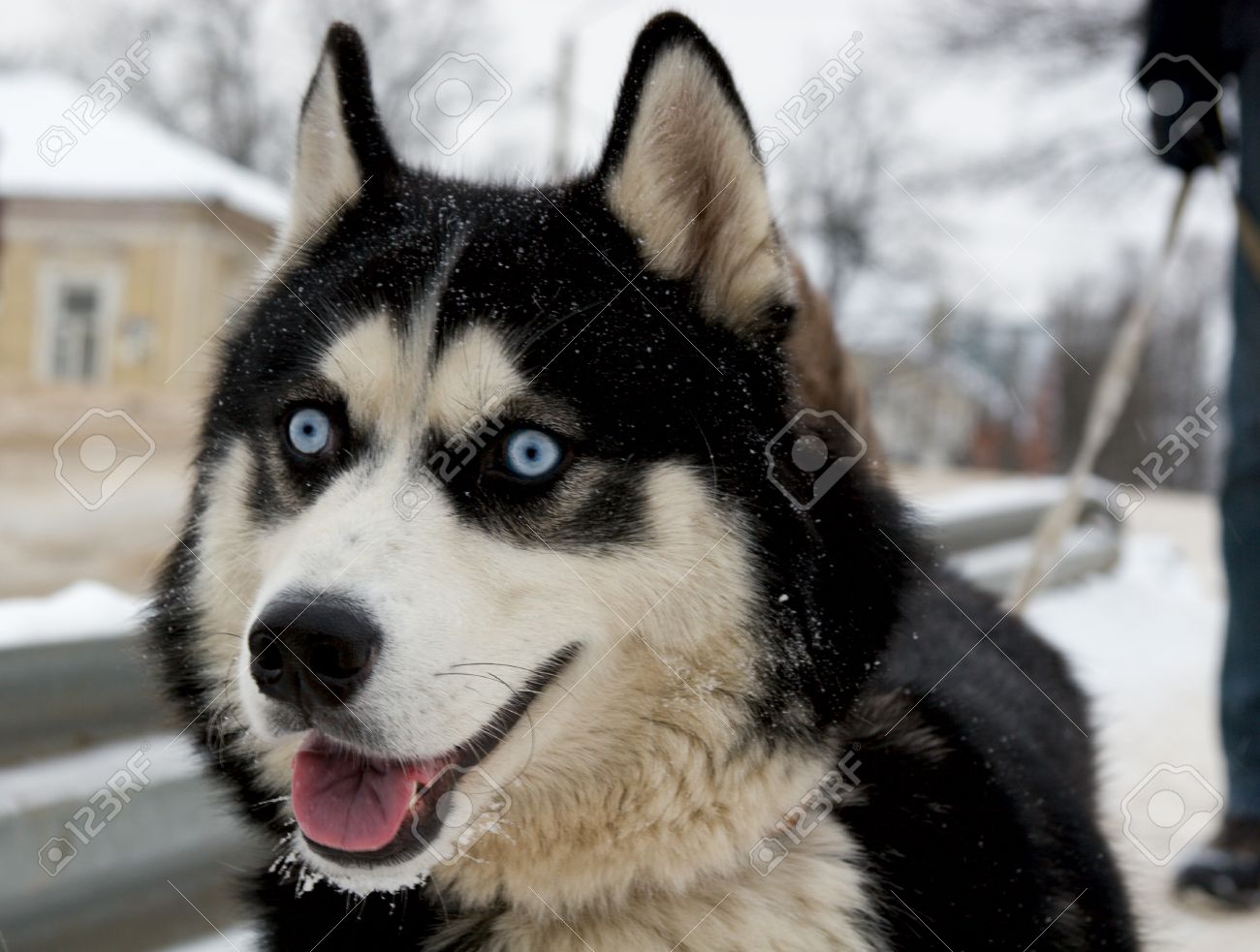 シベリアン ハスキー エスキモー犬 の所有者が付いている都市を歩く の写真素材 画像素材 Image シベリアン ハスキー エスキモー犬 の所有者が付いている都市を歩く の写真素材 画像素材 Image