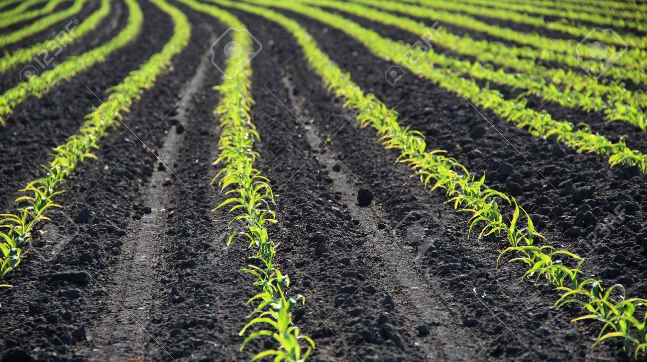 Winter wheats growths in fertile soil at sunny morning Winter wheats growths in fertile soil at sunny morning