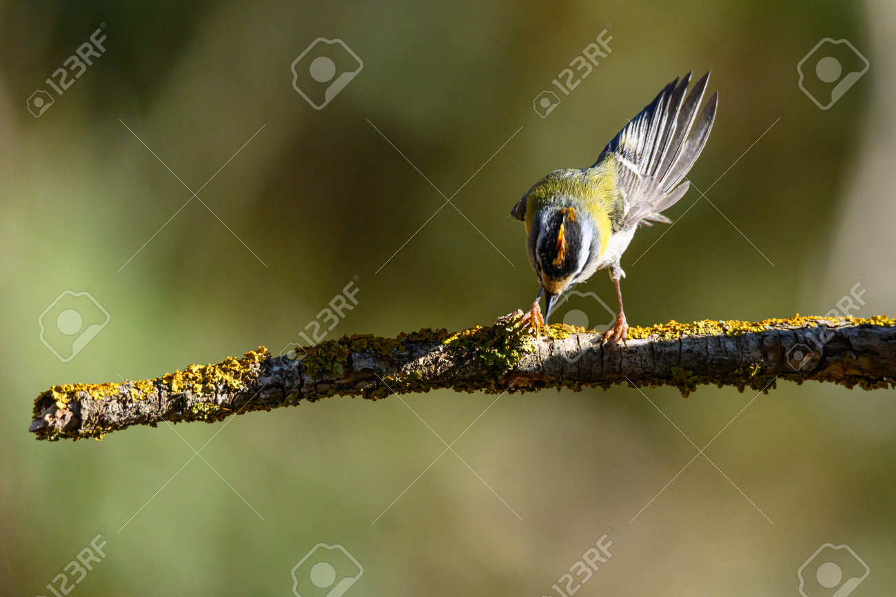 etiam-dictum-ipsum-a-felis