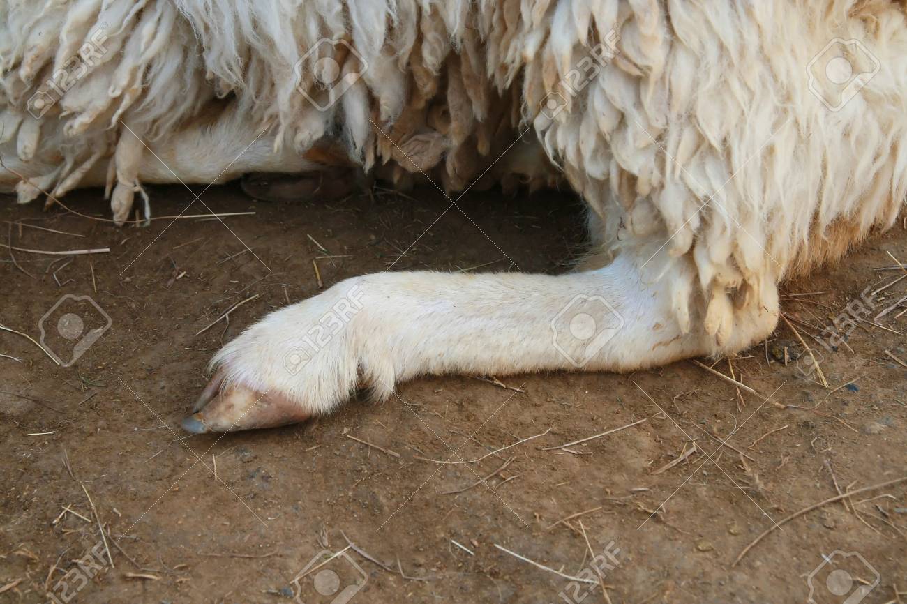 羊の足 の写真素材 画像素材 Image 羊の足 の写真素材 画像素材 Image