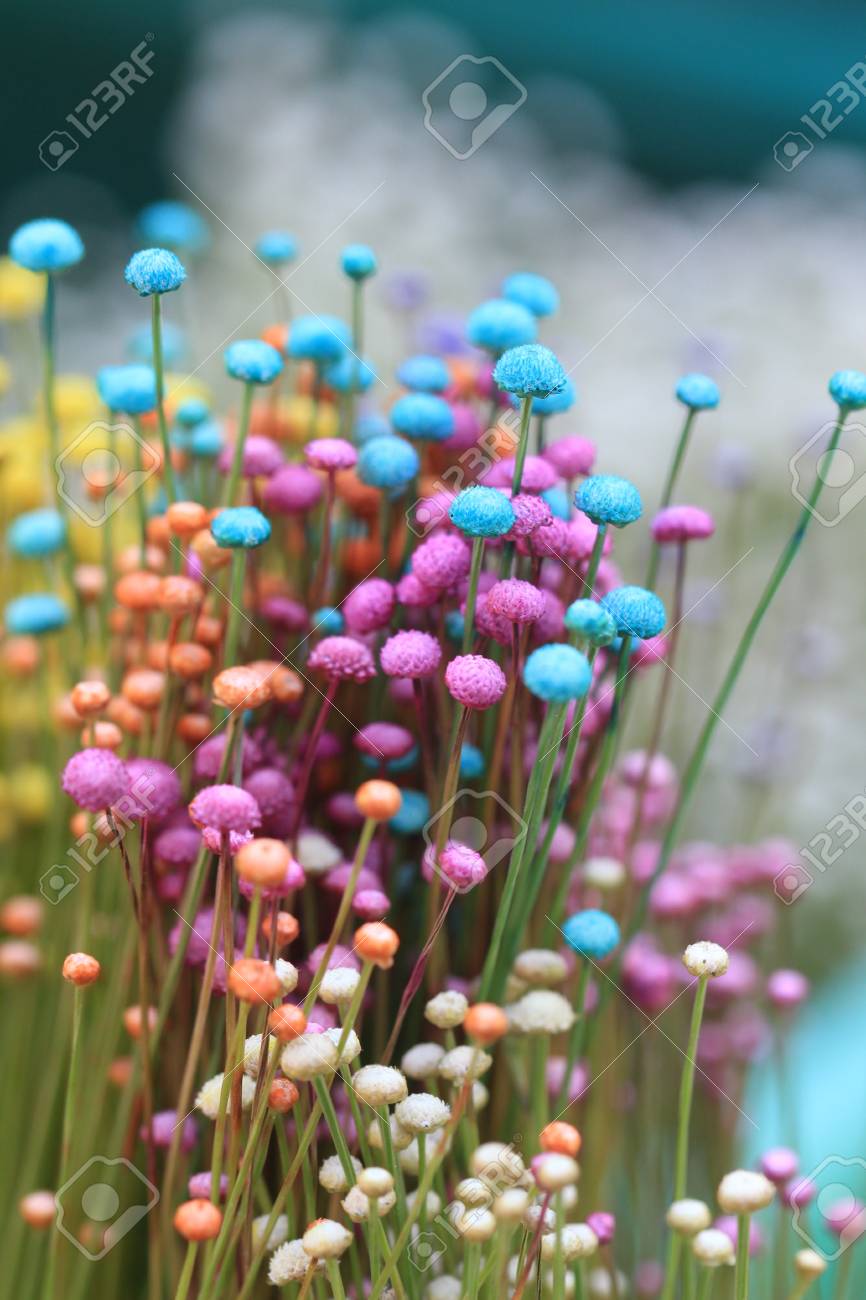 カラフルな小さい草の花を閉じる の写真素材 画像素材 Image