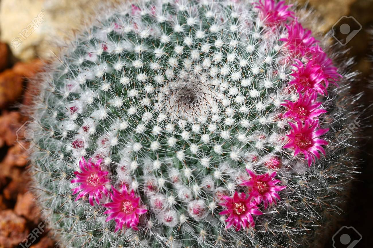 ピンクの花を持つサボテンを閉じる の写真素材 画像素材 Image