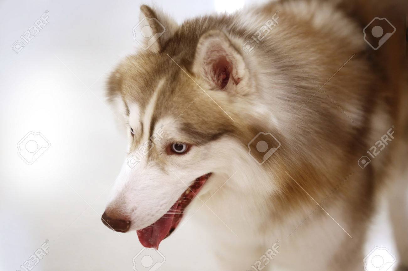 シベリアン ハスキーのオオカミ 犬目 の写真素材 画像素材 Image