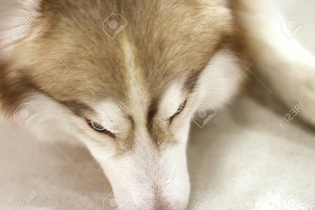Oeil De Chien Loup De Sibérie Husky