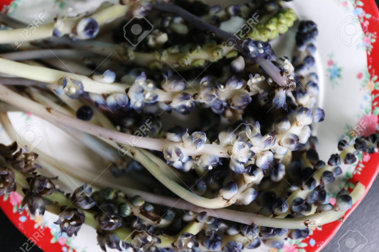 TÌNH YÊU CÂY CỎ ĐV 5 - Page 41 97056402-tupistra-albiflora-flower-boiled-flower-for-eat-thailand-natural-food-concept