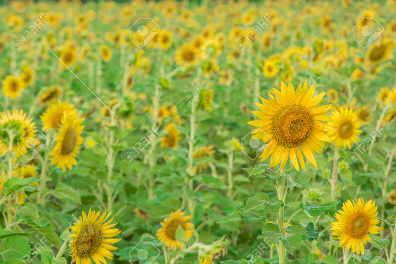 ひまわり畑 ひまわり の写真素材 画像素材 Image
