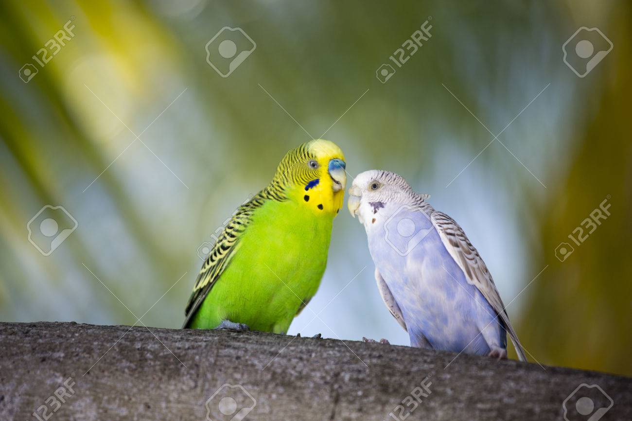 動物 背景 鳥 セキセイインコ 装飾 目 食品用 採餌 頭 イラスト ローカル オウム 森 の写真素材 画像素材 Image