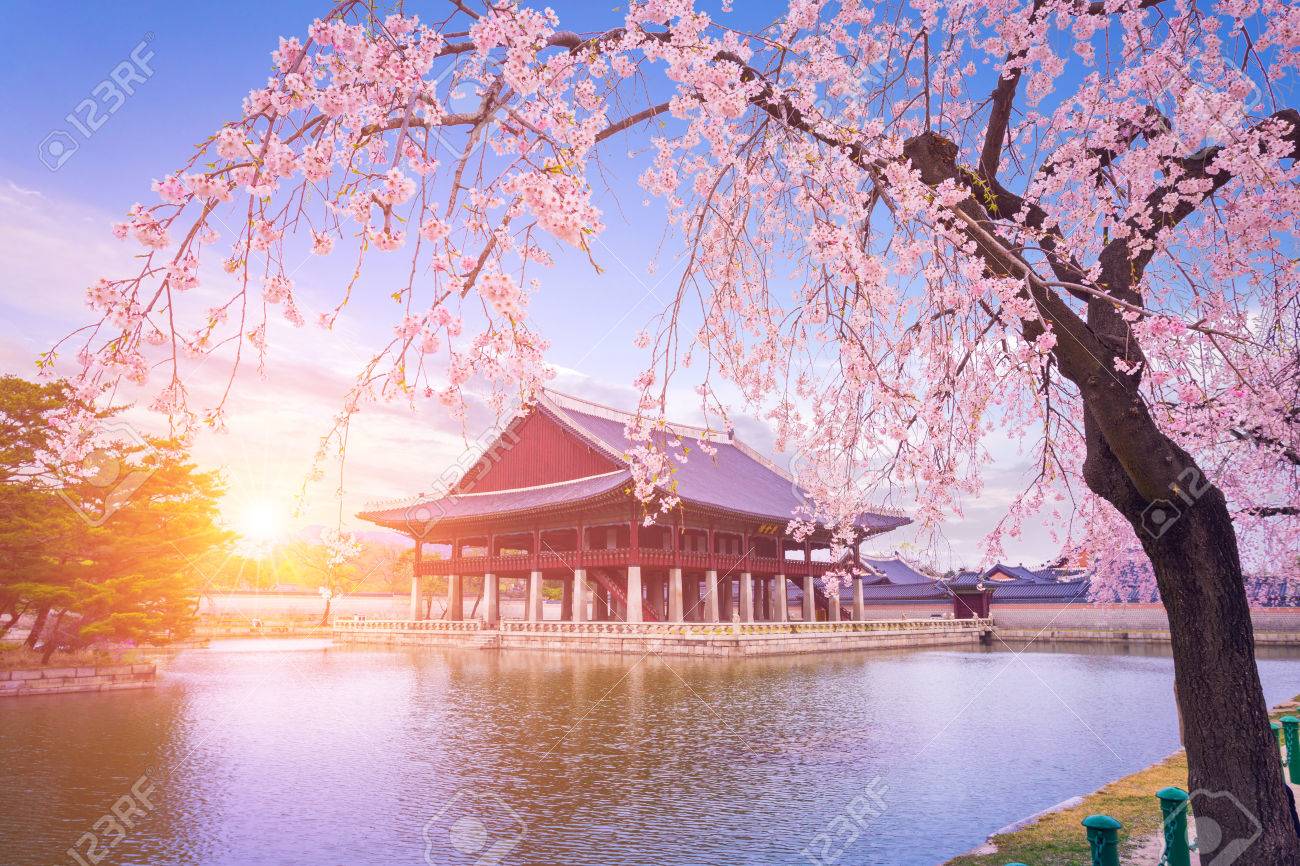 Gyeongbokgung Palace With Cherry Blossom Tree In Spring Time