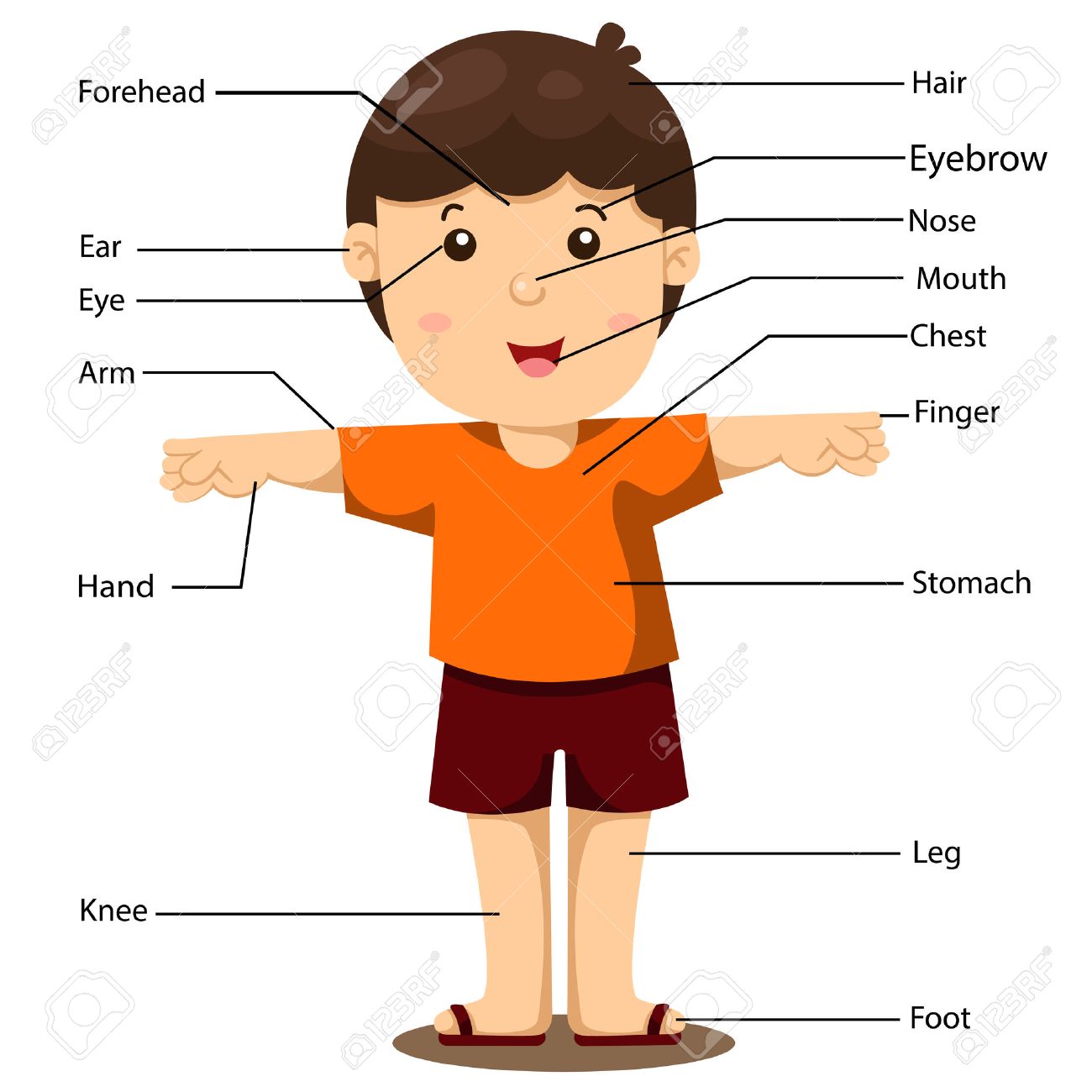体の部分のイラスト のイラスト素材 ベクタ Image