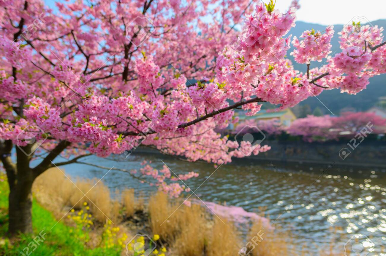 川津桜 冬の季節に咲く川津さくらです。青い空の背景を持つ美しい日本桜の木( 桜)さくら木の下でリラックス.の写真素材・画像素材 Image 128618208
