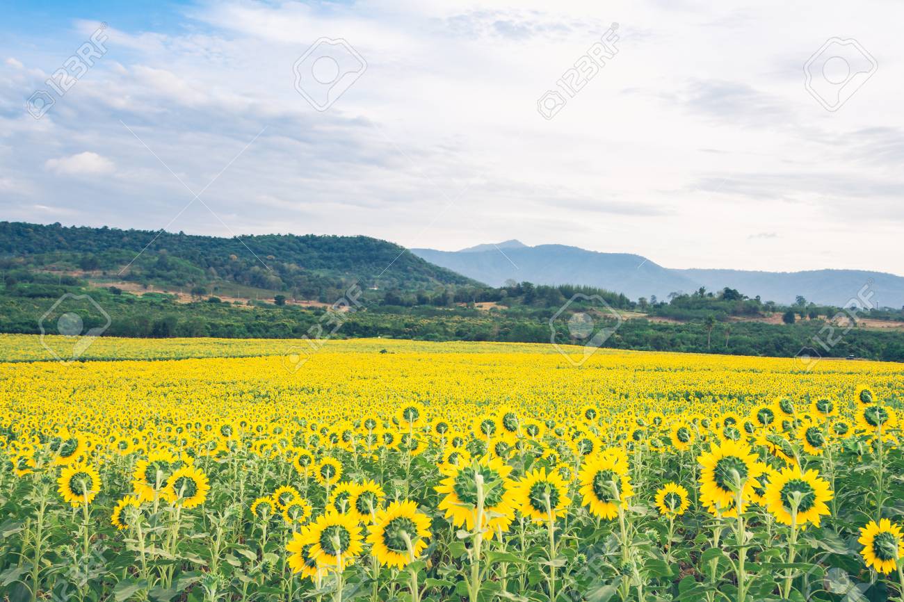 曇りの青い空に向日葵畑の美しい風景 の写真素材 画像素材 Image 曇りの青い空に向日葵畑の美しい風景 の写真素材 画像素材 Image