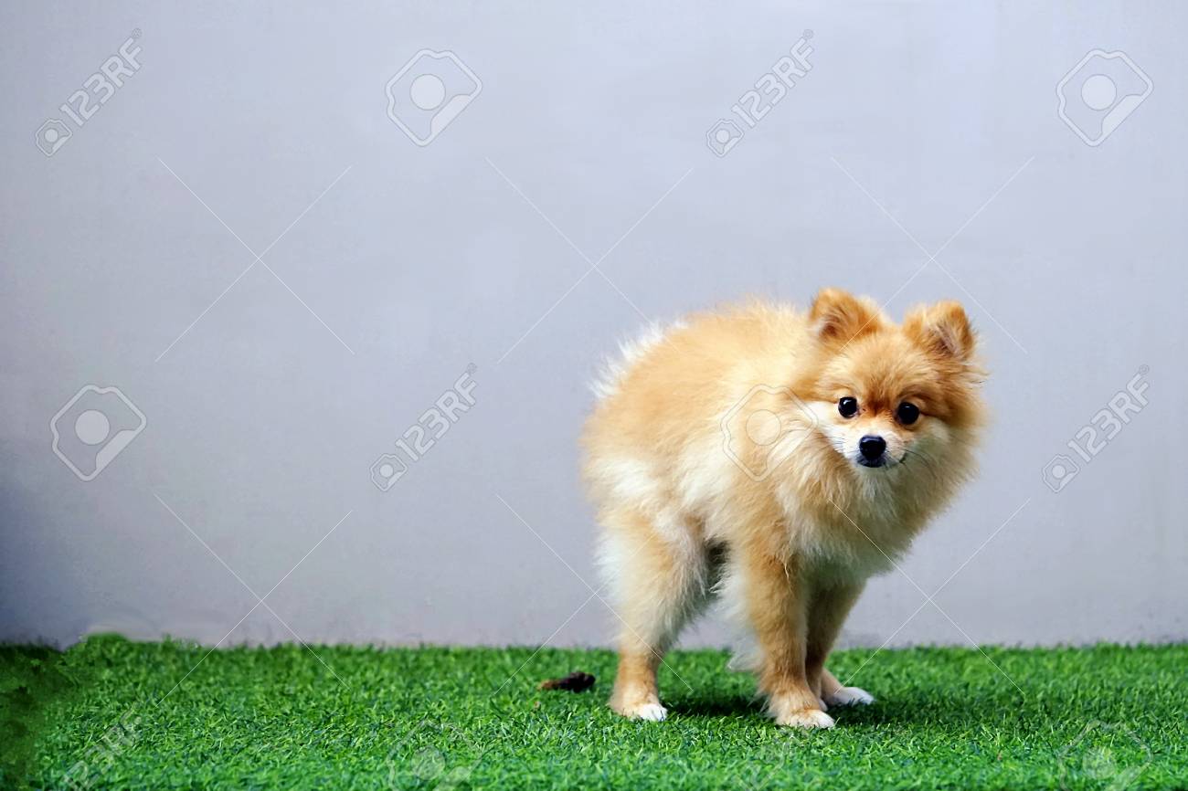 Cute pomeranian pooping peeing Multiple orgasm trigger