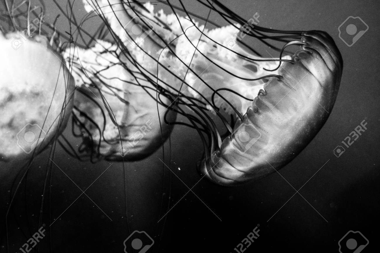 Jellyfish Swimming Together In Black And White Stock Photo Picture And Royalty Free Image Image Jellyfish Swimming Together In Black And White Stock Photo Picture And Royalty Free Image Image