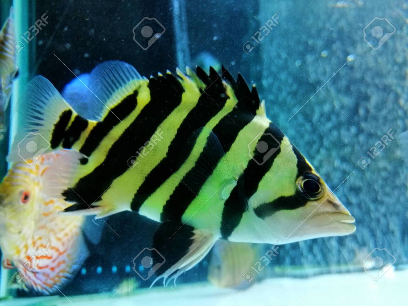 Tiger Fish In The Aquarium Stock Photo Picture And Royalty Free Image Image