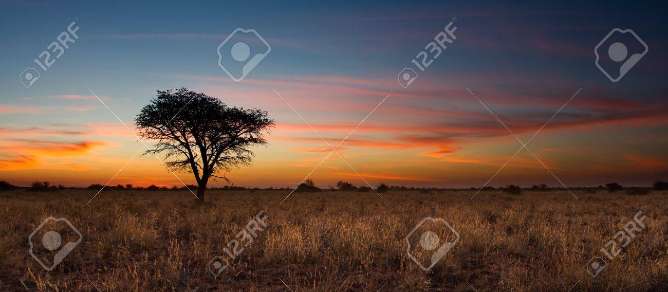 Lovely sunset in Kalahari with dead tree and bright colours - 20990358 Lovely sunset in Kalahari with dead tree and bright colours - 20990358