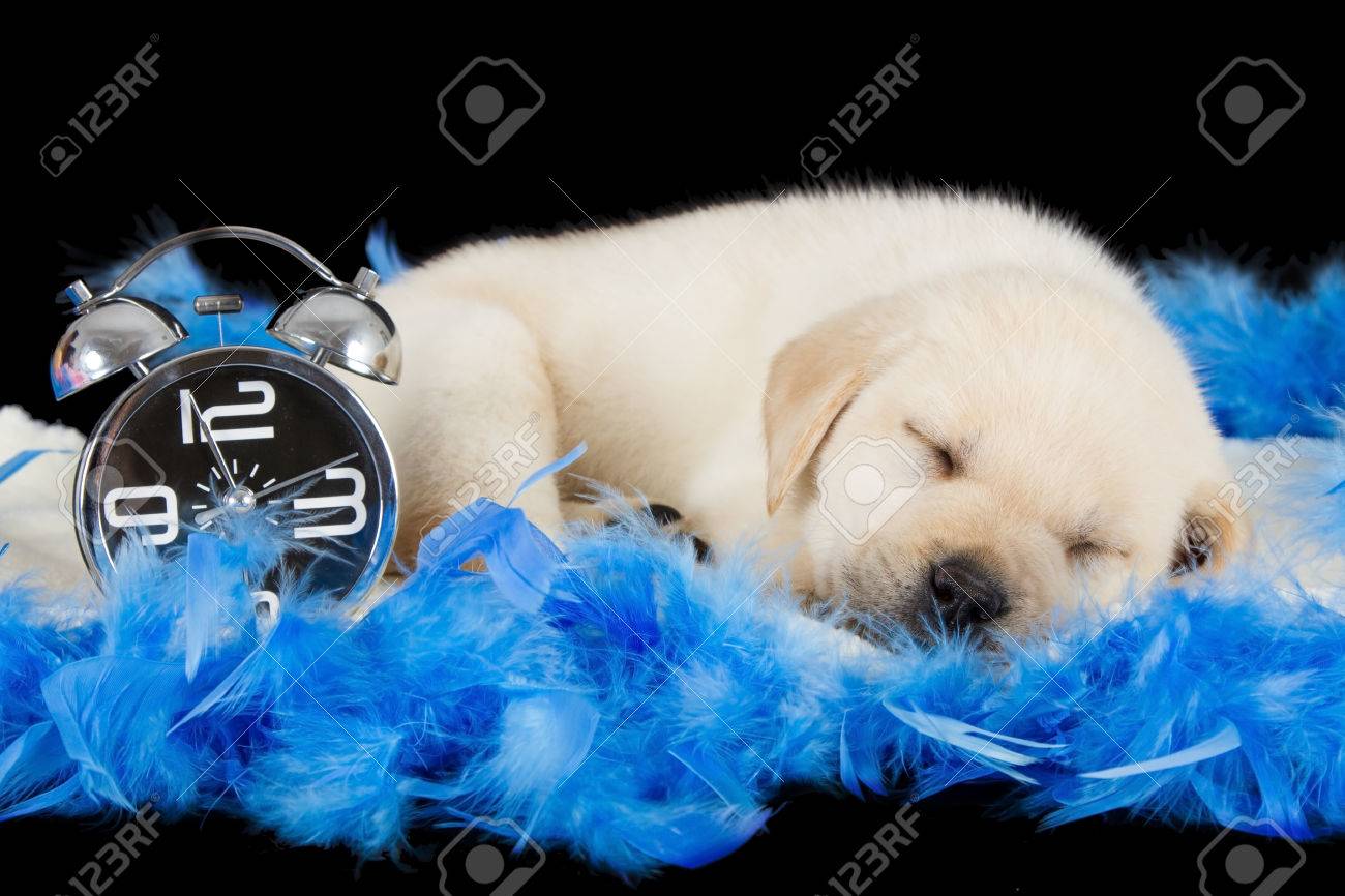 Labrador Puppy Sleeping On Blue Feathers With Alarm Clock Ready To Ring Stock Photo Picture And Royalty Free Image Image 24164174